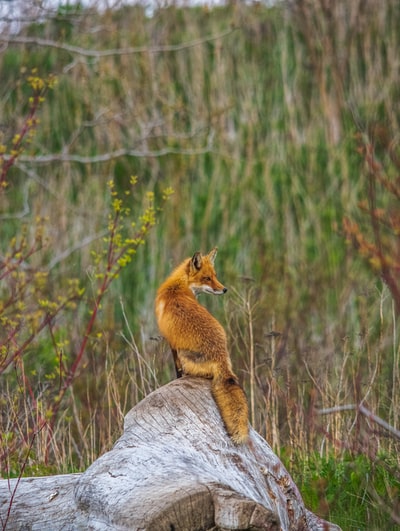 The brown fox on the limestone
